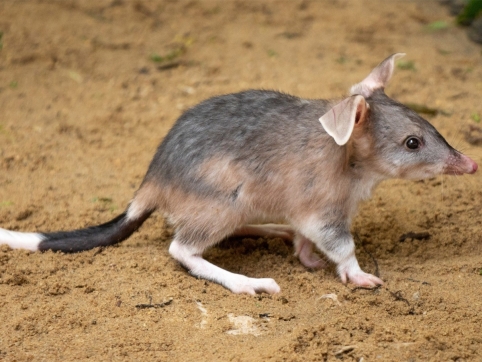Greater Bilby adoption