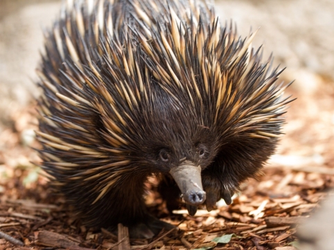 Echidna Adoption
