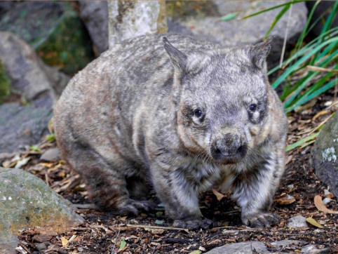 Wombat Adoption